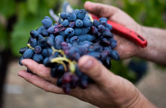 Massandra Winery