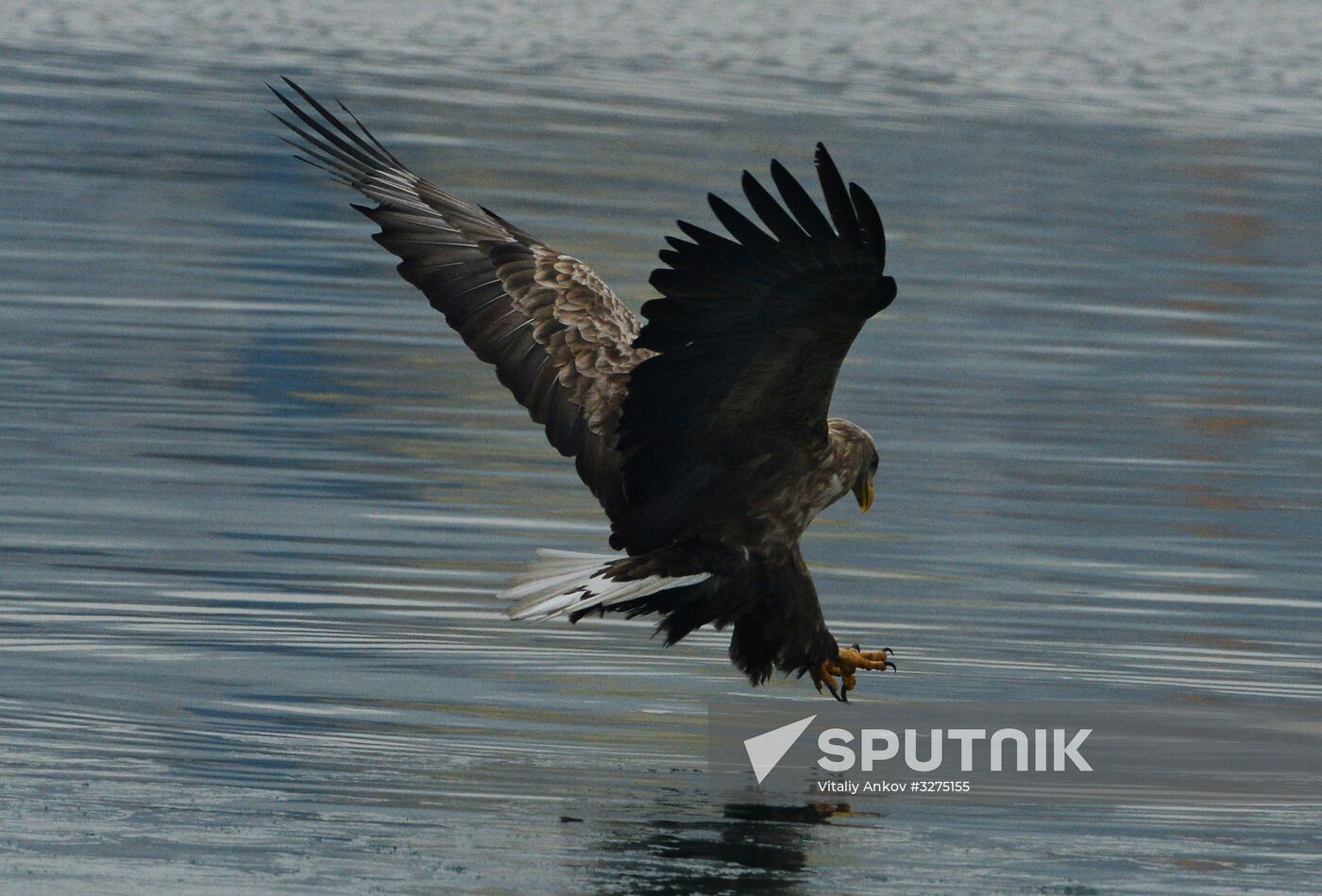 Endangered sea eagles, seagulls and seals in Zolotoy Rog Bay