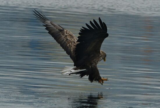 Endangered sea eagles, seagulls and seals in Zolotoy Rog Bay