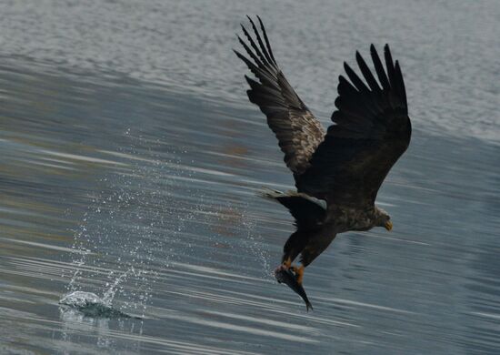 Endangered sea eagles, seagulls and seals in Zolotoy Rog Bay