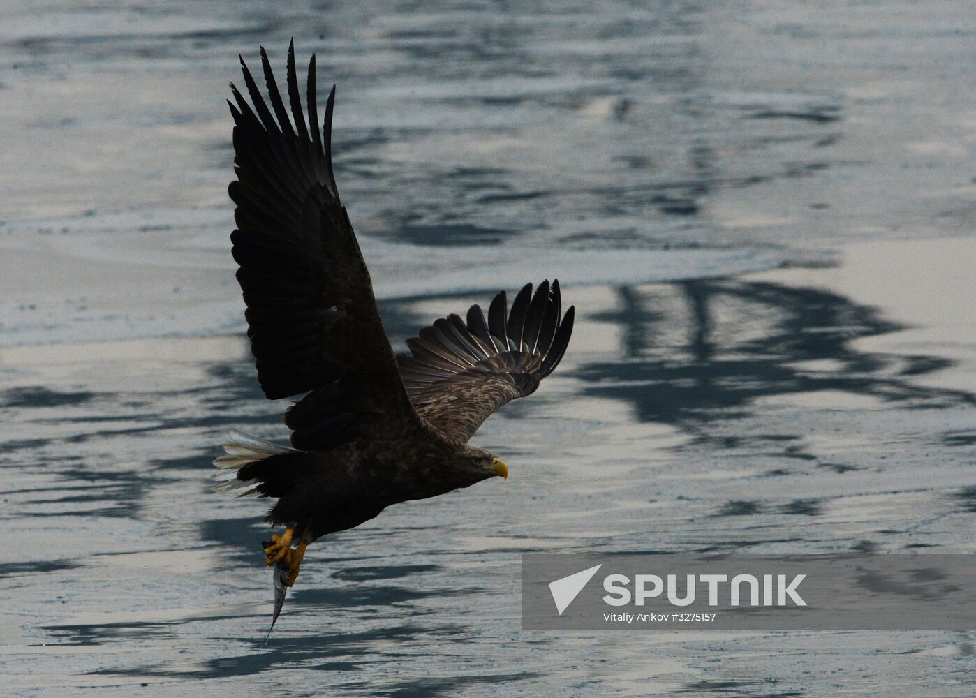 Endangered sea eagles, seagulls and seals in Zolotoy Rog Bay