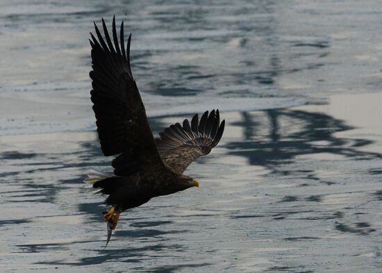 Endangered sea eagles, seagulls and seals in Zolotoy Rog Bay