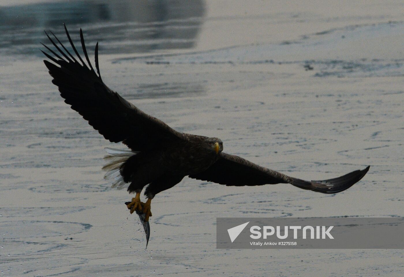 Endangered sea eagles, seagulls and seals in Zolotoy Rog Bay