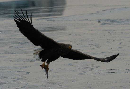 Endangered sea eagles, seagulls and seals in Zolotoy Rog Bay