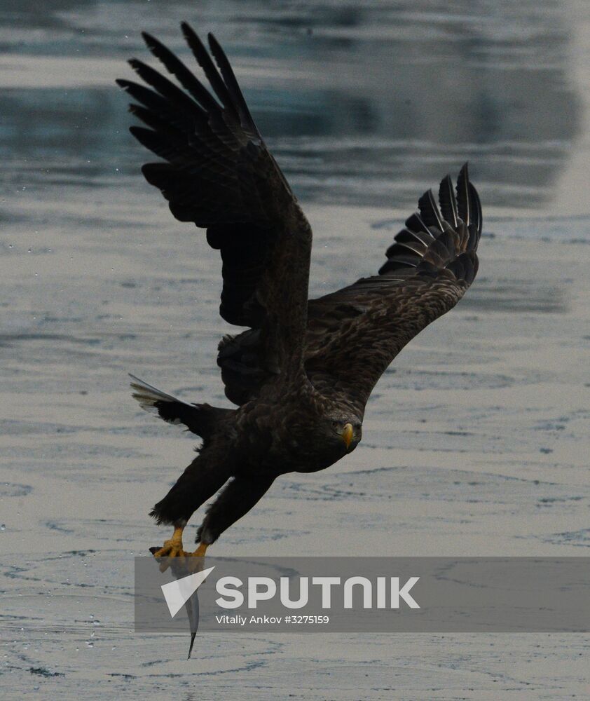 Endangered sea eagles, seagulls and seals in Zolotoy Rog Bay