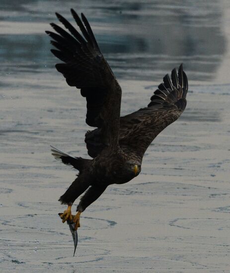 Endangered sea eagles, seagulls and seals in Zolotoy Rog Bay
