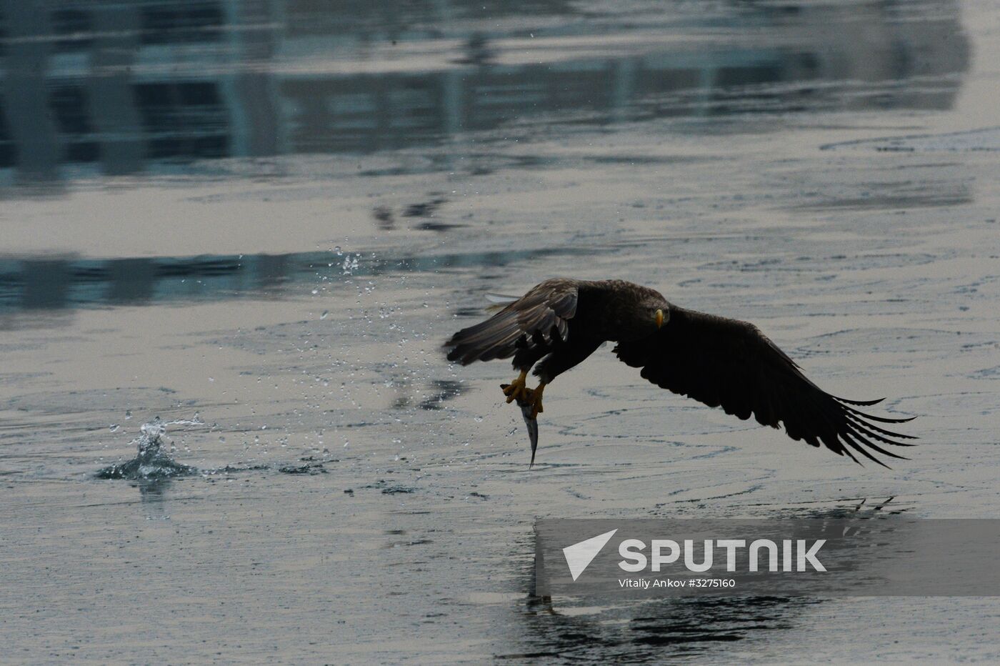 Endangered sea eagles, seagulls and seals in Zolotoy Rog Bay