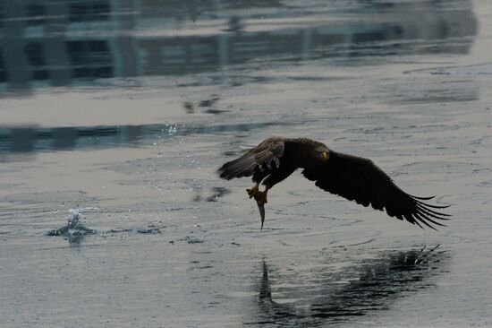 Endangered sea eagles, seagulls and seals in Zolotoy Rog Bay
