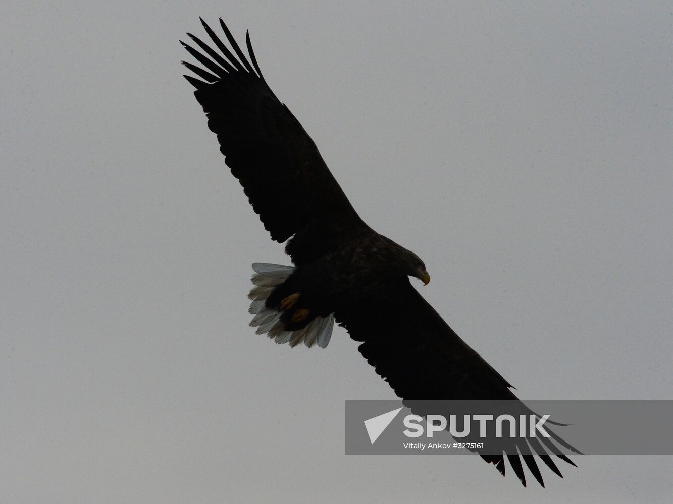 Endangered sea eagles, seagulls and seals in Zolotoy Rog Bay
