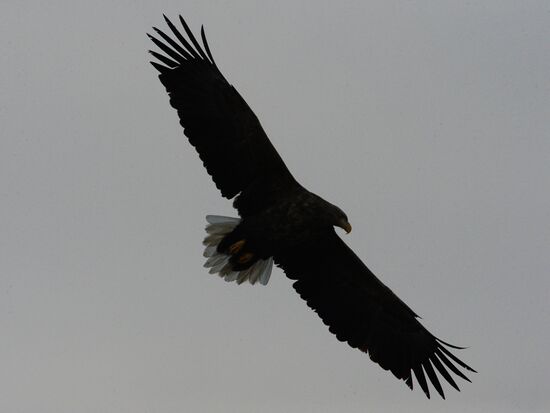 Endangered sea eagles, seagulls and seals in Zolotoy Rog Bay
