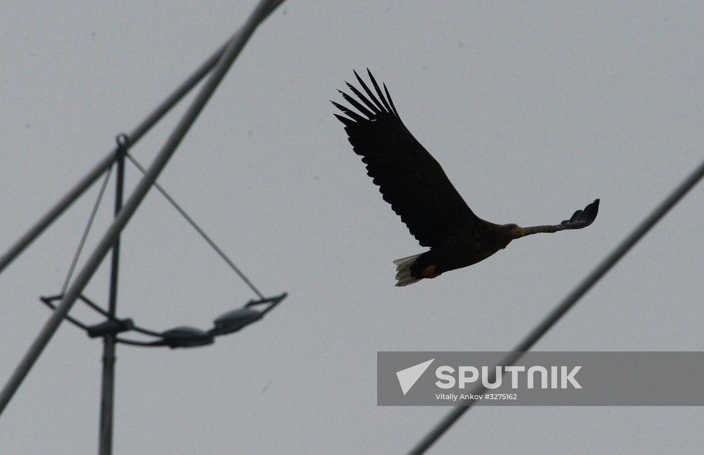 Endangered sea eagles, seagulls and seals in Zolotoy Rog Bay