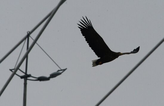 Endangered sea eagles, seagulls and seals in Zolotoy Rog Bay