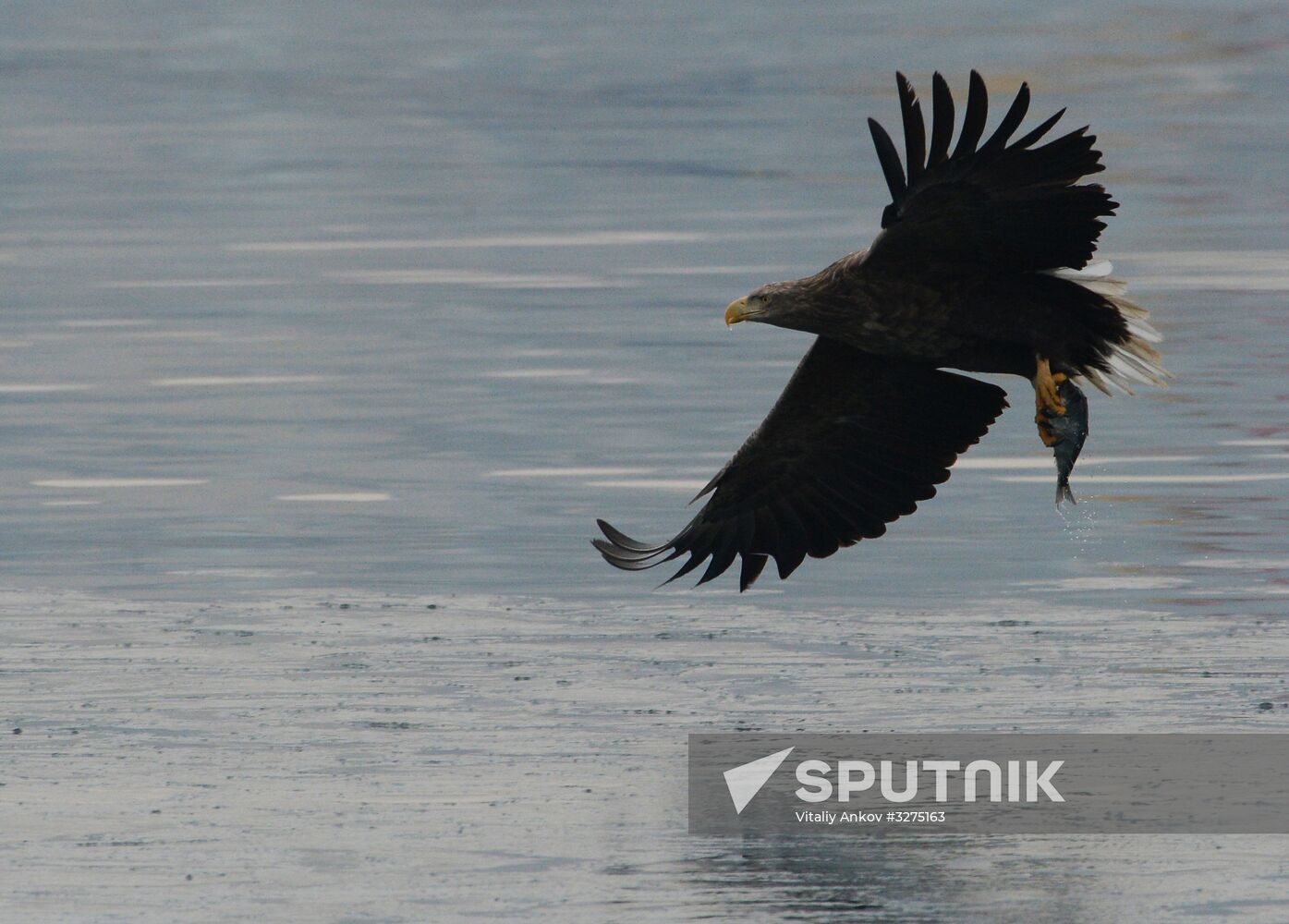 Endangered sea eagles, seagulls and seals in Zolotoy Rog Bay