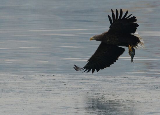 Endangered sea eagles, seagulls and seals in Zolotoy Rog Bay