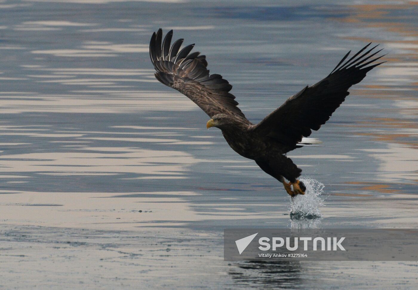 Endangered sea eagles, seagulls and seals in Zolotoy Rog Bay