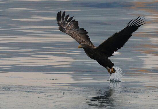 Endangered sea eagles, seagulls and seals in Zolotoy Rog Bay