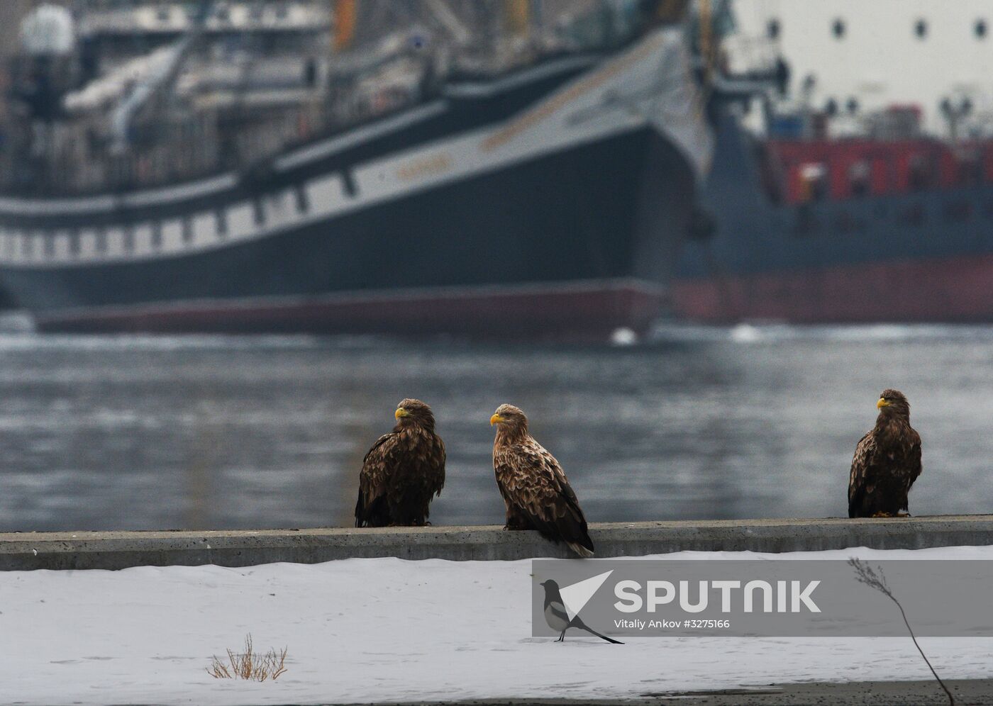 Endangered sea eagles, seagulls and seals in Zolotoy Rog Bay