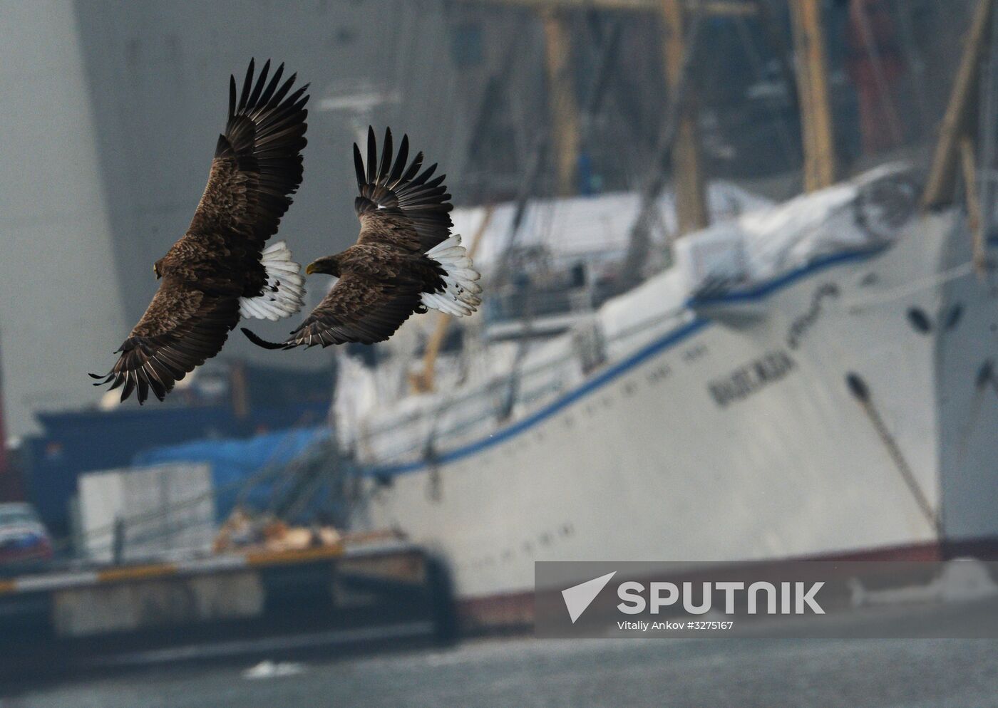 Endangered sea eagles, seagulls and seals in Zolotoy Rog Bay