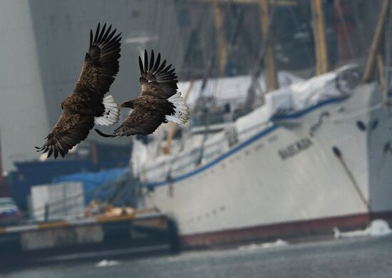 Endangered sea eagles, seagulls and seals in Zolotoy Rog Bay
