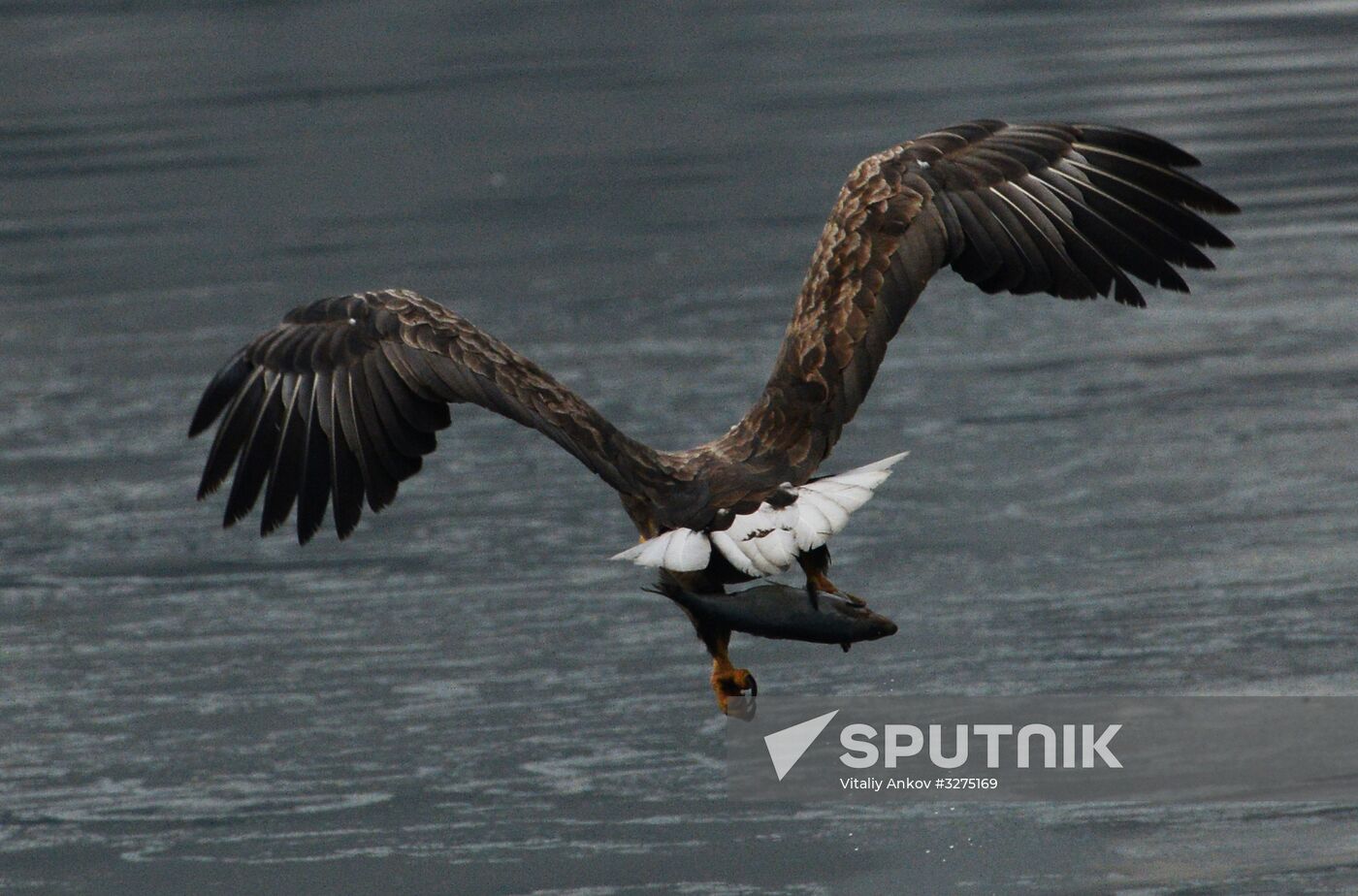 Endangered sea eagles, seagulls and seals in Zolotoy Rog Bay