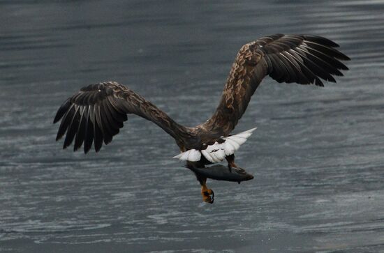 Endangered sea eagles, seagulls and seals in Zolotoy Rog Bay