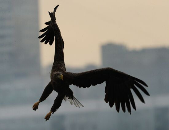 Endangered sea eagles, seagulls and seals in Zolotoy Rog Bay