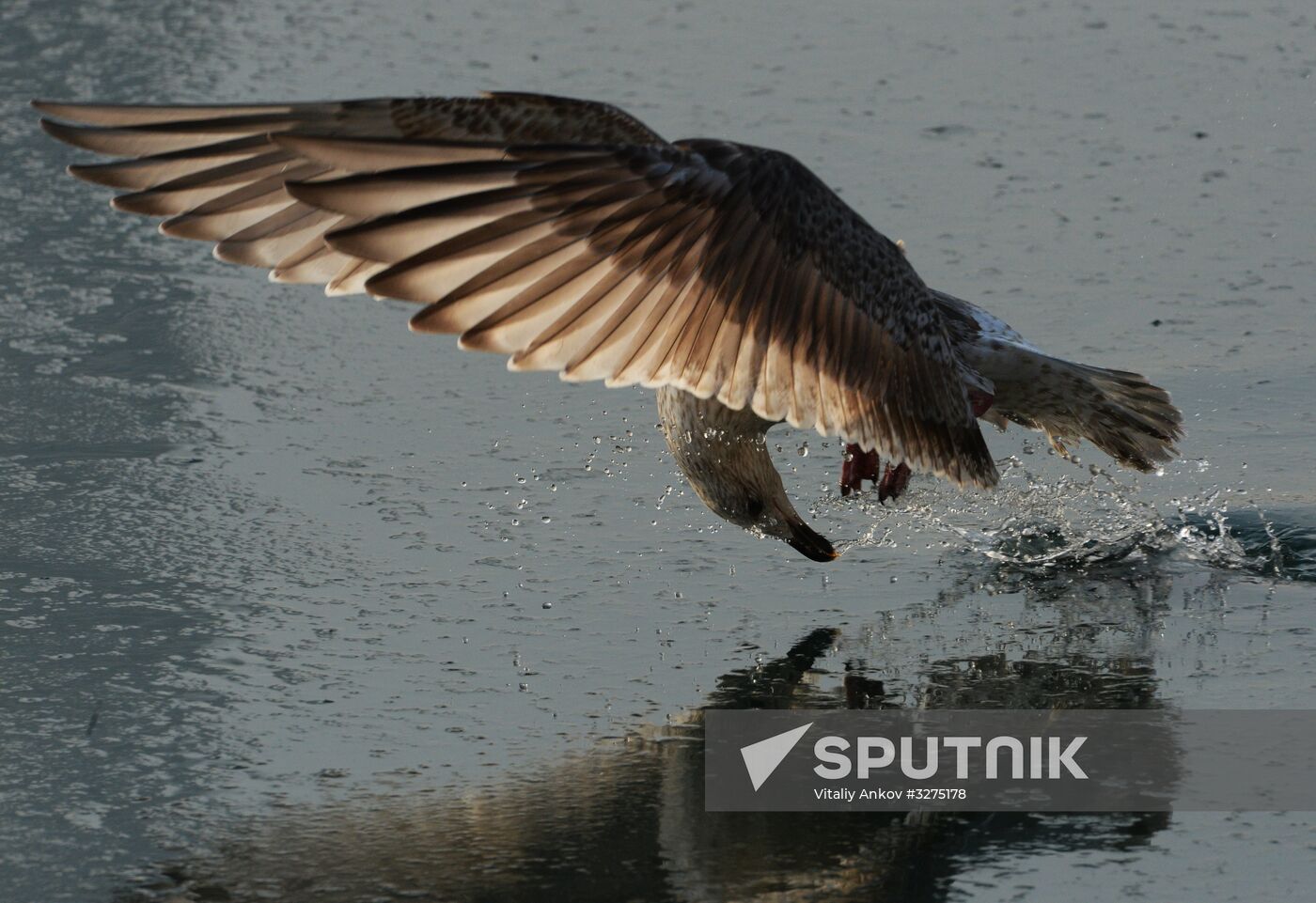 Endangered sea eagles, seagulls and seals in Zolotoy Rog Bay