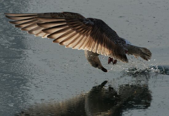 Endangered sea eagles, seagulls and seals in Zolotoy Rog Bay