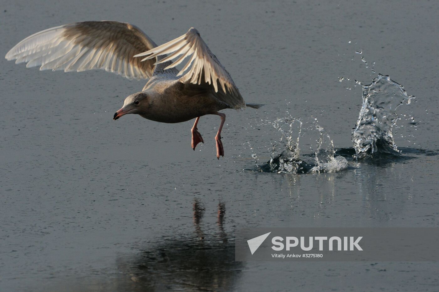 Endangered sea eagles, seagulls and seals in Zolotoy Rog Bay
