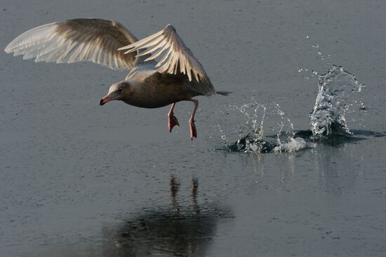 Endangered sea eagles, seagulls and seals in Zolotoy Rog Bay