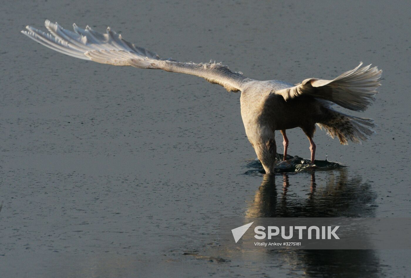 Endangered sea eagles, seagulls and seals in Zolotoy Rog Bay