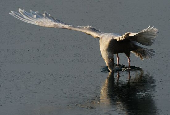 Endangered sea eagles, seagulls and seals in Zolotoy Rog Bay