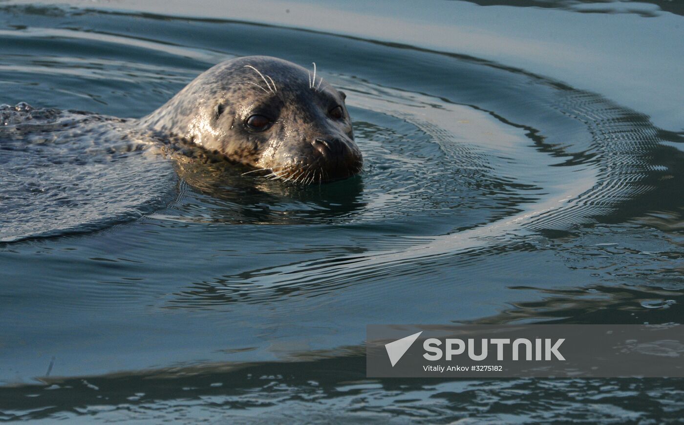 Endangered sea eagles, seagulls and seals in Zolotoy Rog Bay