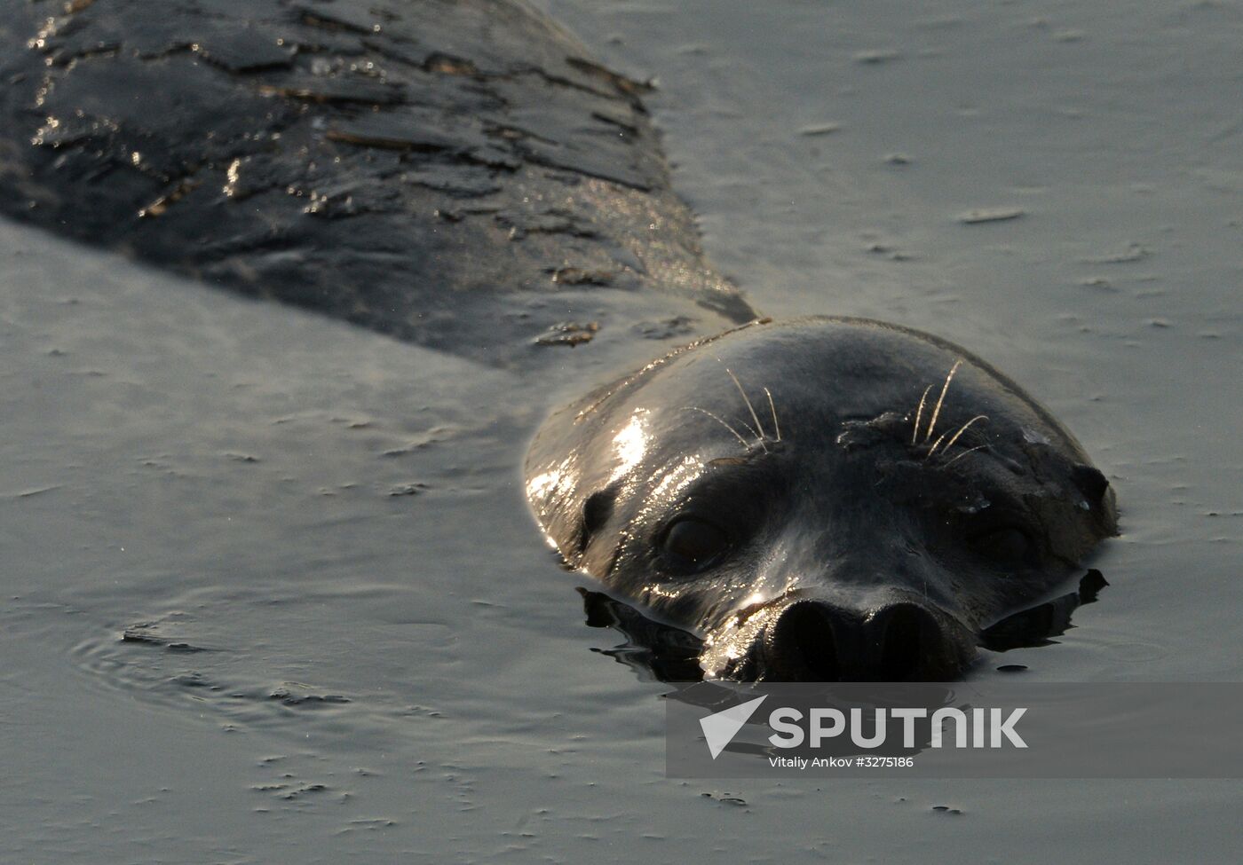 Endangered sea eagles, seagulls and seals in Zolotoy Rog Bay