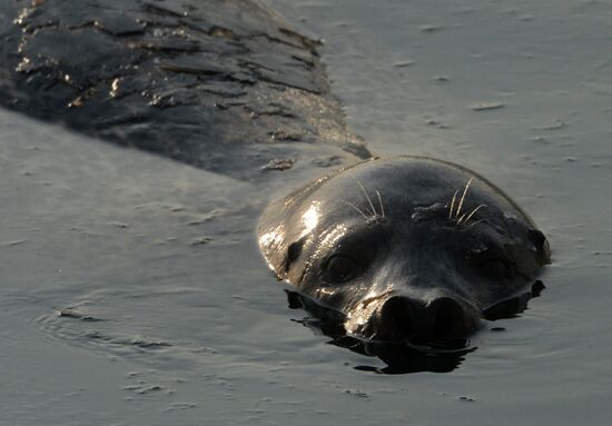 Endangered sea eagles, seagulls and seals in Zolotoy Rog Bay