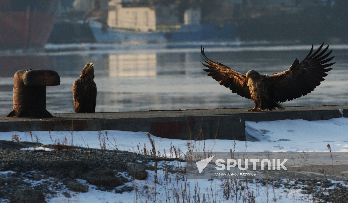 Endangered sea eagles, seagulls and seals in Zolotoy Rog Bay