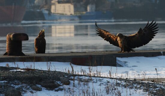 Endangered sea eagles, seagulls and seals in Zolotoy Rog Bay