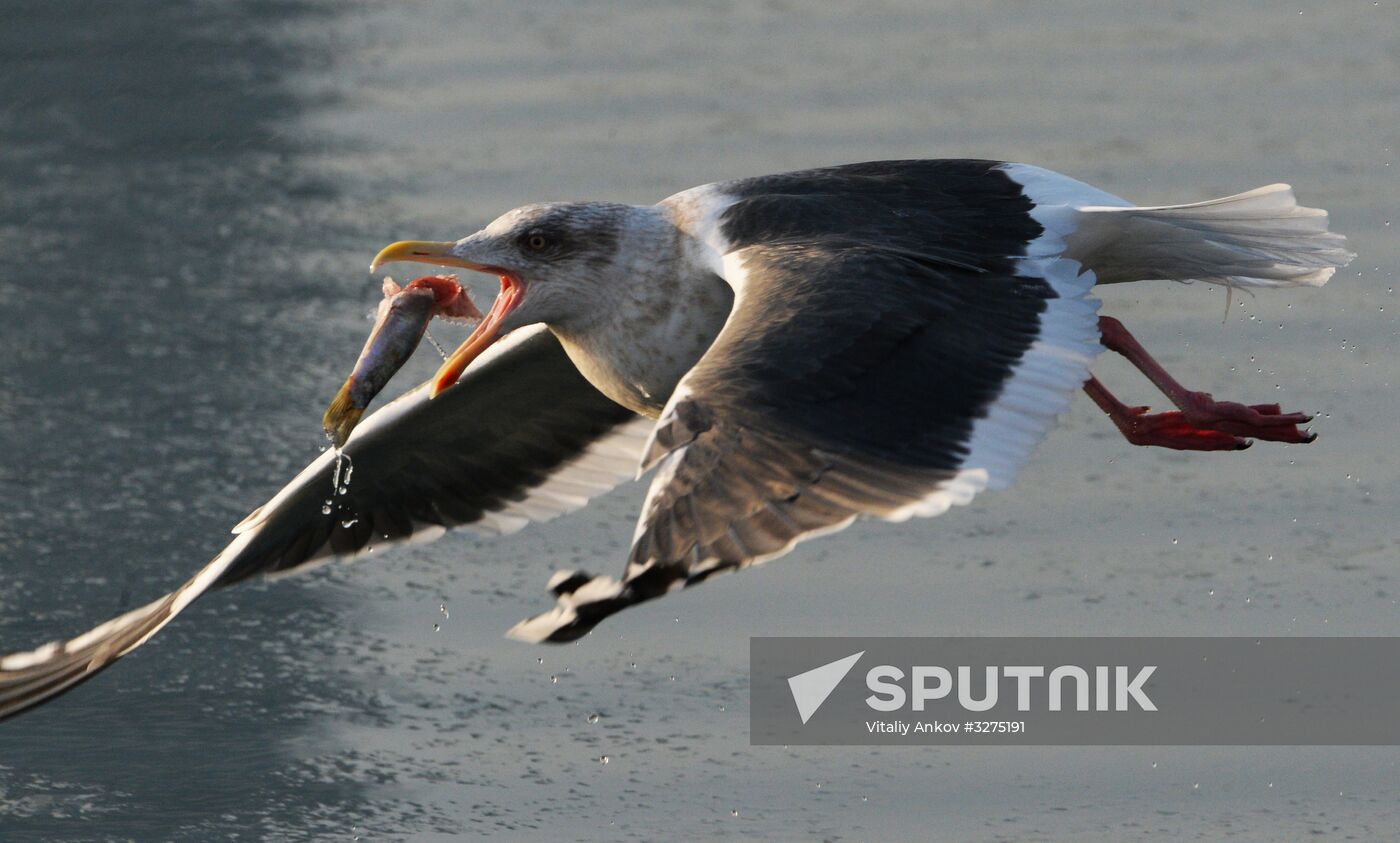 Endangered sea eagles, seagulls and seals in Zolotoy Rog Bay
