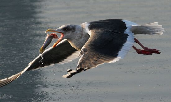 Endangered sea eagles, seagulls and seals in Zolotoy Rog Bay