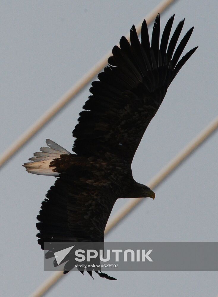 Endangered sea eagles, seagulls and seals in Zolotoy Rog Bay
