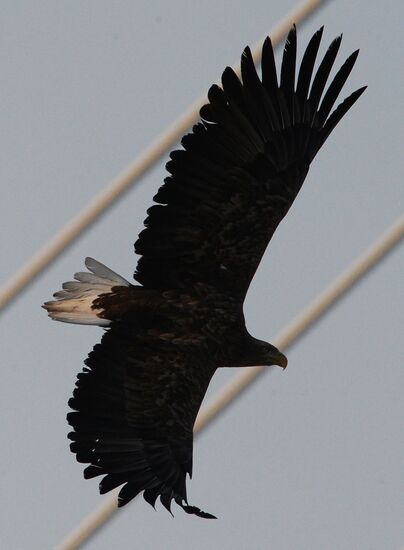 Endangered sea eagles, seagulls and seals in Zolotoy Rog Bay