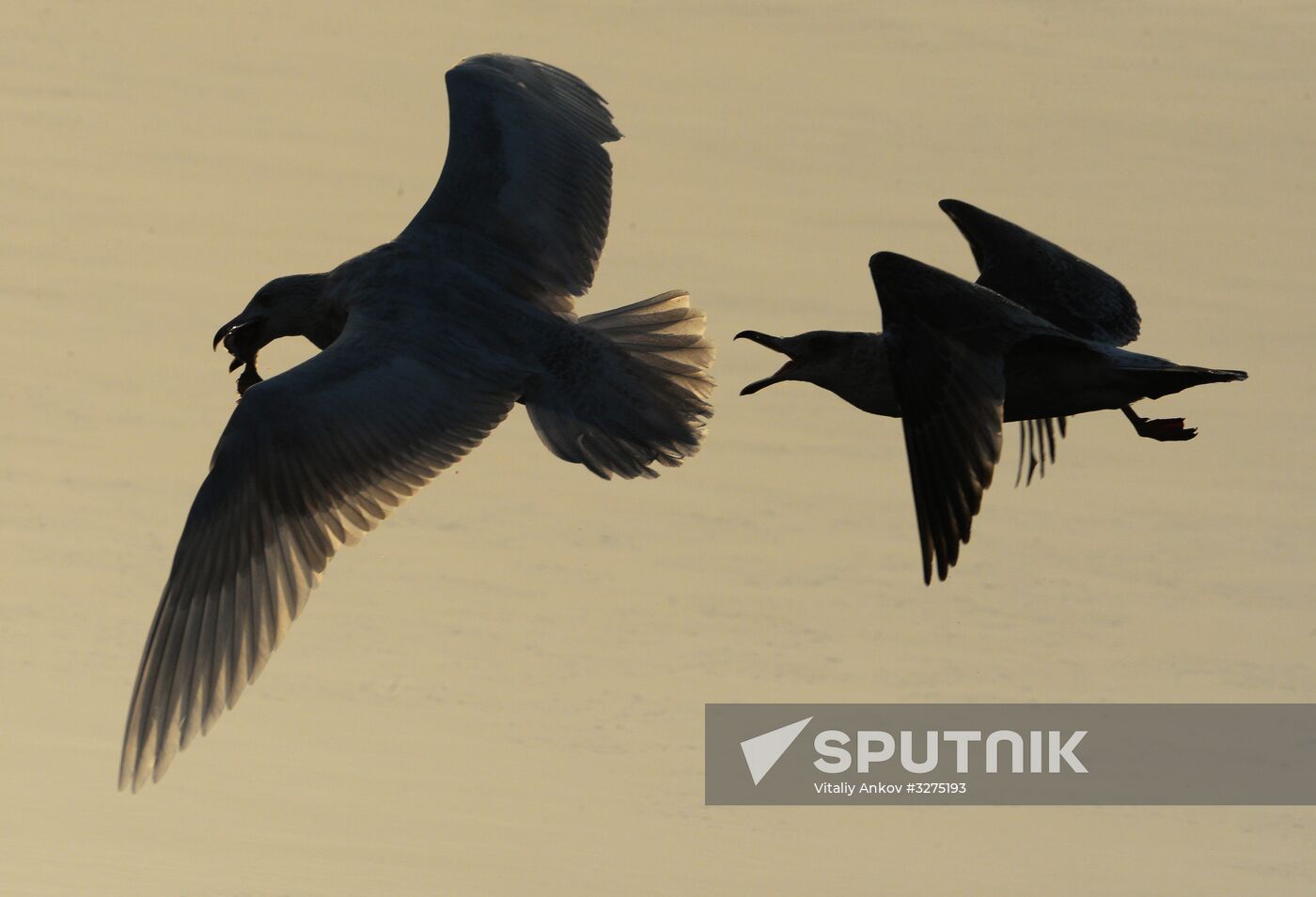 Endangered sea eagles, seagulls and seals in Zolotoy Rog Bay