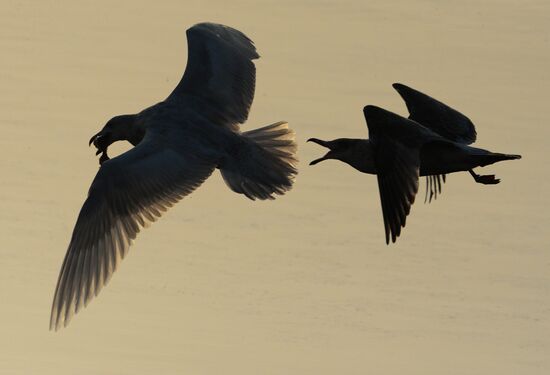 Endangered sea eagles, seagulls and seals in Zolotoy Rog Bay