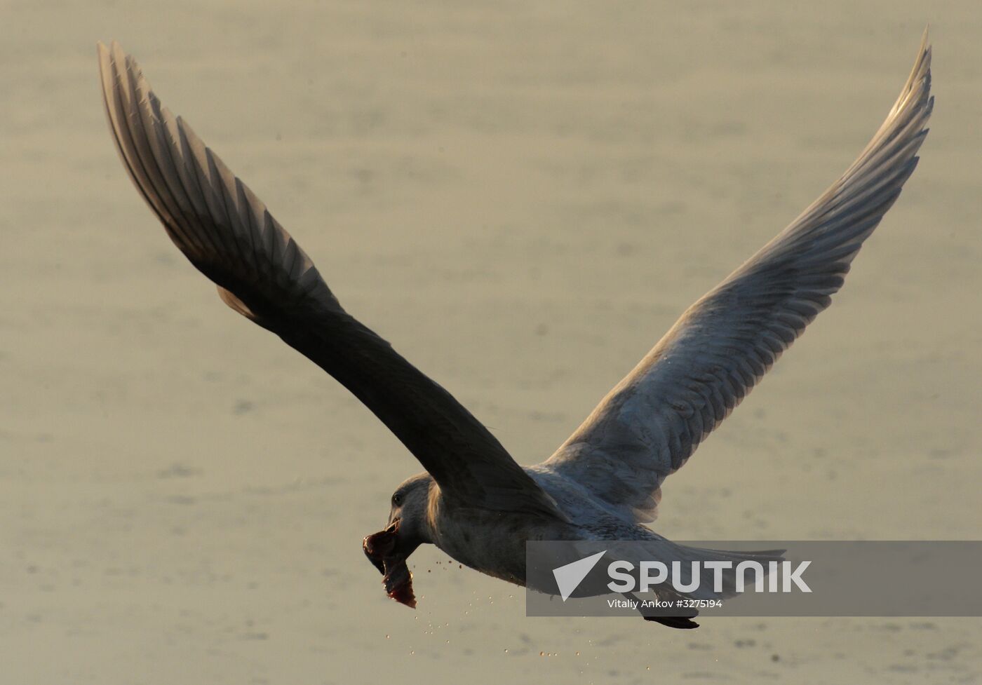 Endangered sea eagles, seagulls and seals in Zolotoy Rog Bay