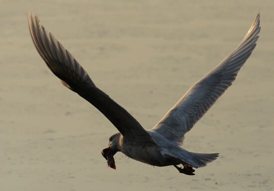 Endangered sea eagles, seagulls and seals in Zolotoy Rog Bay