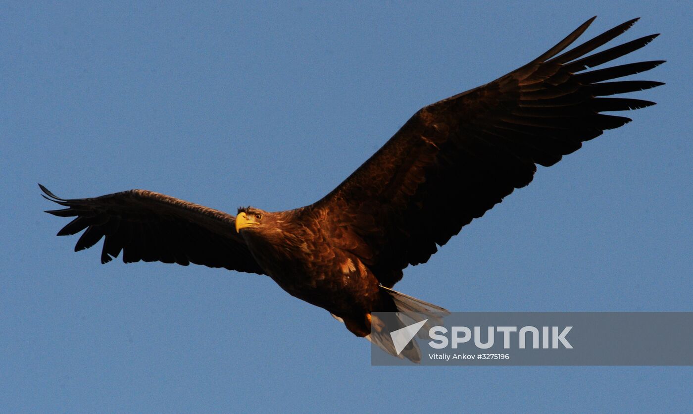 Endangered sea eagles, seagulls and seals in Zolotoy Rog Bay