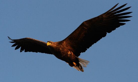 Endangered sea eagles, seagulls and seals in Zolotoy Rog Bay