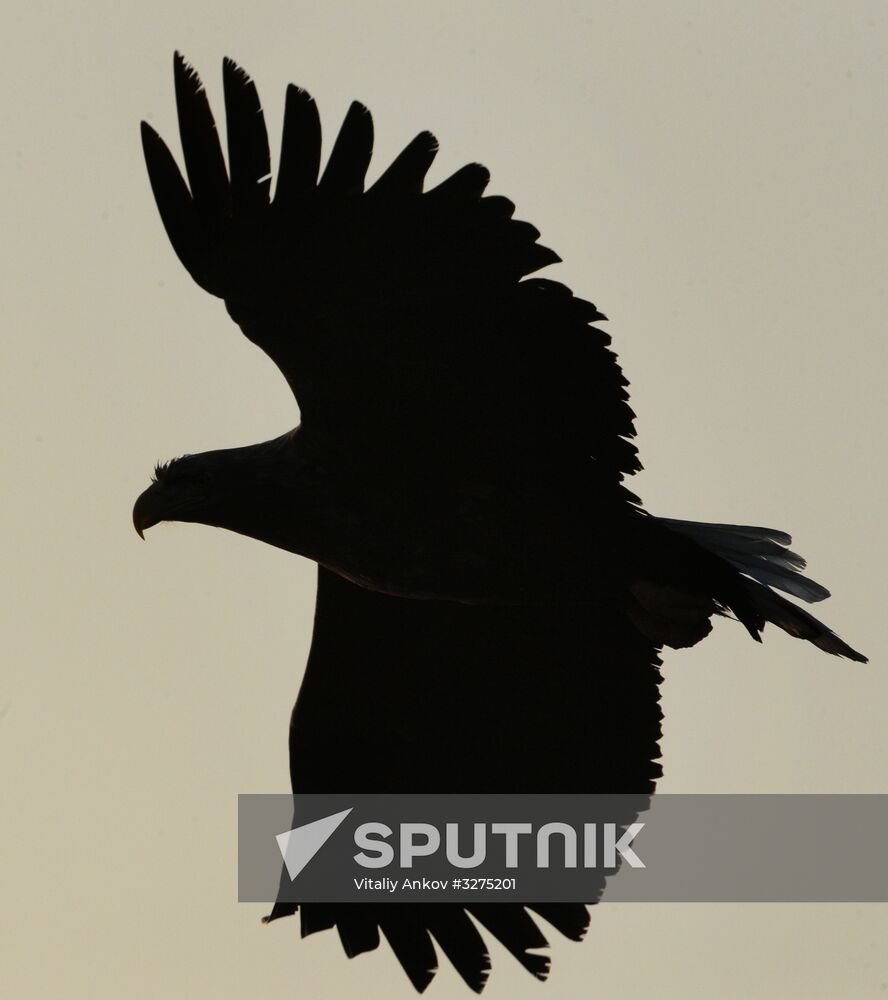 Endangered sea eagles, seagulls and seals in Zolotoy Rog Bay
