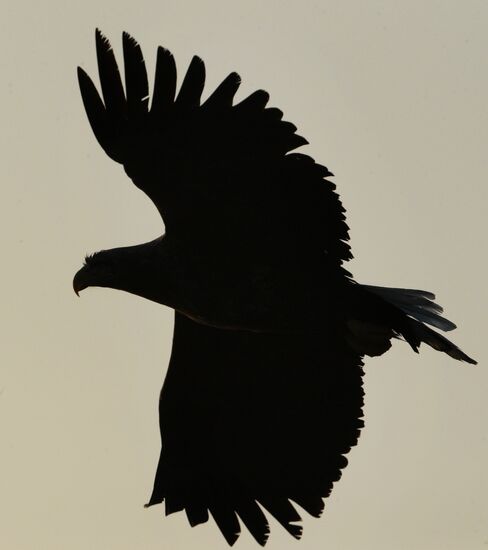 Endangered sea eagles, seagulls and seals in Zolotoy Rog Bay