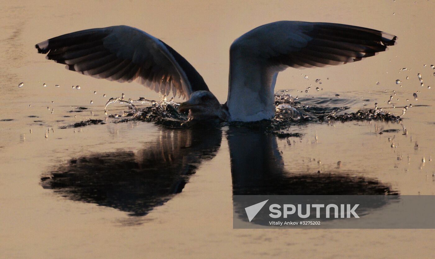 Endangered sea eagles, seagulls and seals in Zolotoy Rog Bay